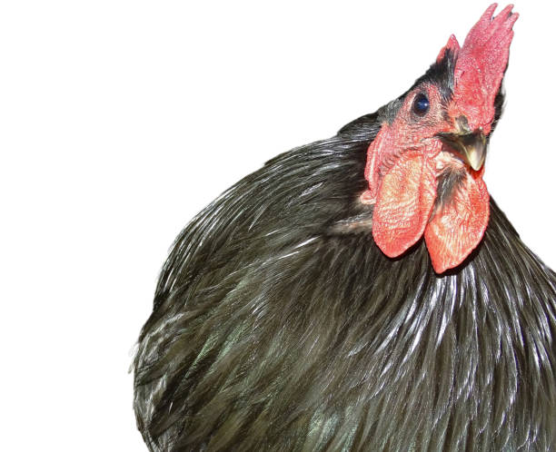 istock Black rooster isolated on white background 1929263830