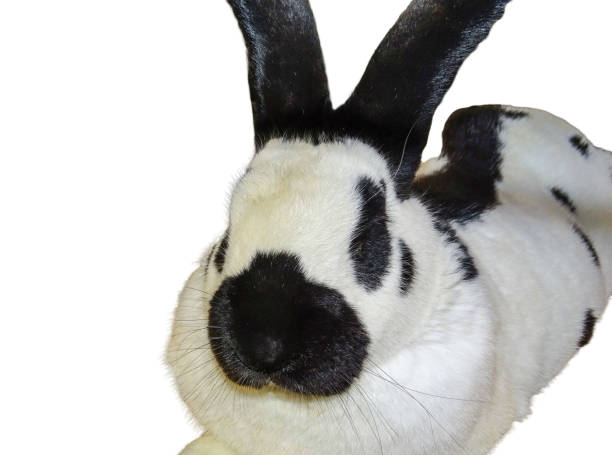 istock White rabbit with black spots isolated on white background 1929263831