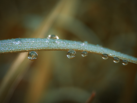 Morning dewdrop with beautiful reflection; beautiful nature background with shallow depth of field