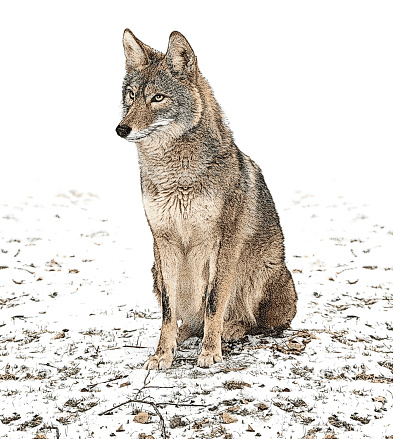 Wild Coyote sitting