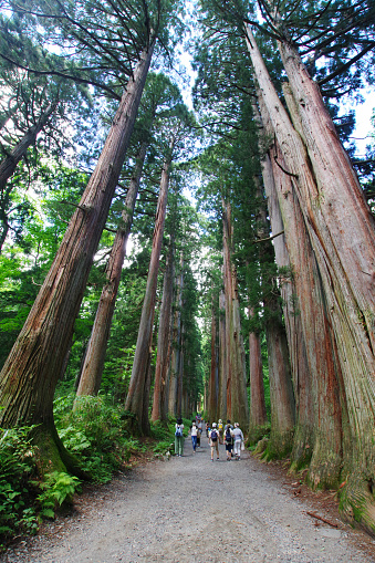 Nagano Prefecture August 11, 2020: This is Togakushi Forest in Nagano Prefecture. It has been known as a sacred place since ancient times. A cedar tree that is about 400 years old grows along the old path. The ancient path leads to Togakushi Shrine.