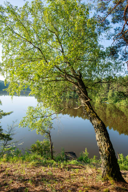 istock Sunrise on the lake 1929315531