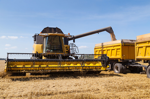 Grain crops on the field are harvested with the help of combines and pour grain into the back of trucks