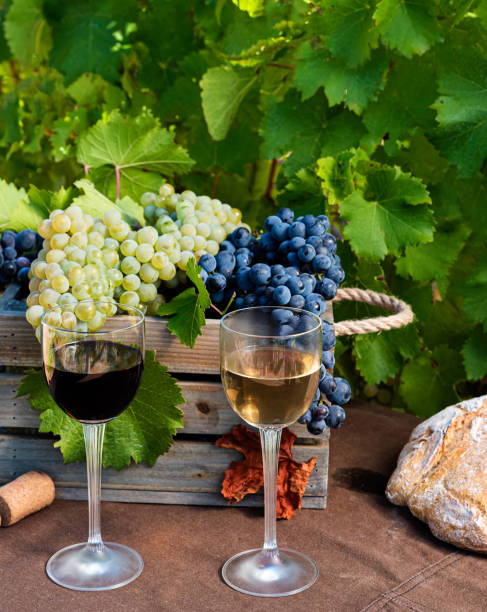 istock Wineglasses with grapes and corks on vineyard background with copy space 1929318653
