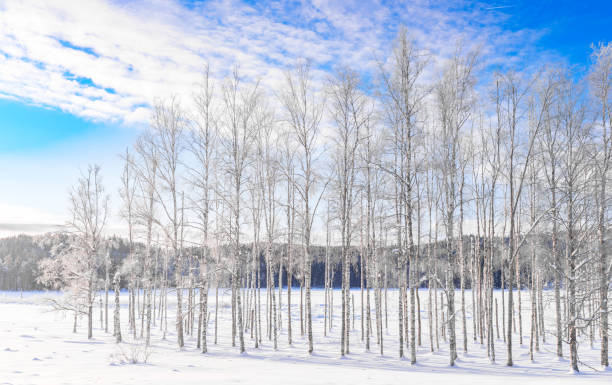istock Landscape in birch forest with blue sky in Sweden 1929348842