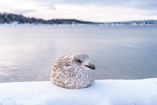 Seagull in snowy Oslo, norway