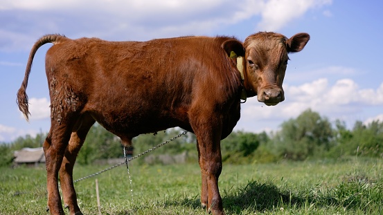 A brown calf grazes in a summer meadow. Brown calf eating green grass, under the blue sky.