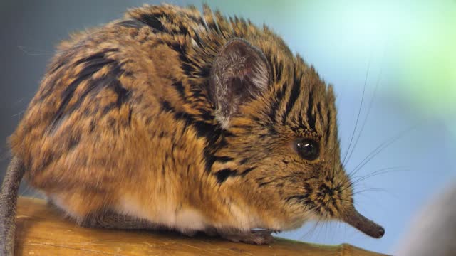 Close view of an Elephant shrew mouse