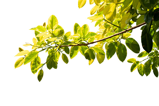 leaves plant  isolated include clipping path