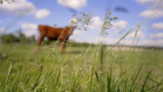 A brown calf grazes in a summer meadow. Brown calf eating green grass, under the blue sky.