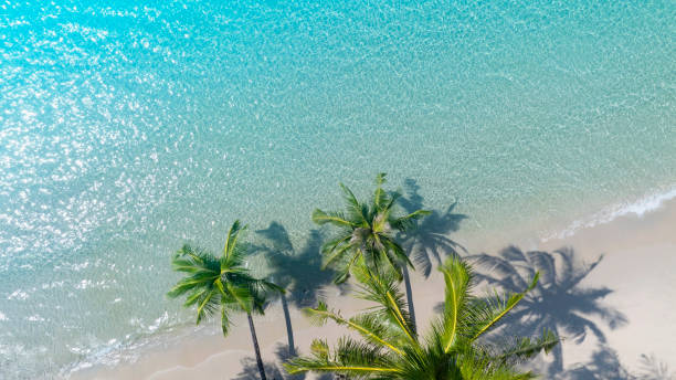istock Summer palm tree  and Tropical beach with blue  of seashore background 1929381840