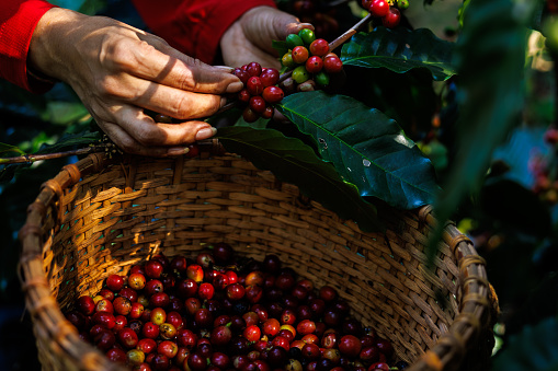 close up of farmer hand is collecting coffee beans in the plantation, organic coffee in the big forest, concept