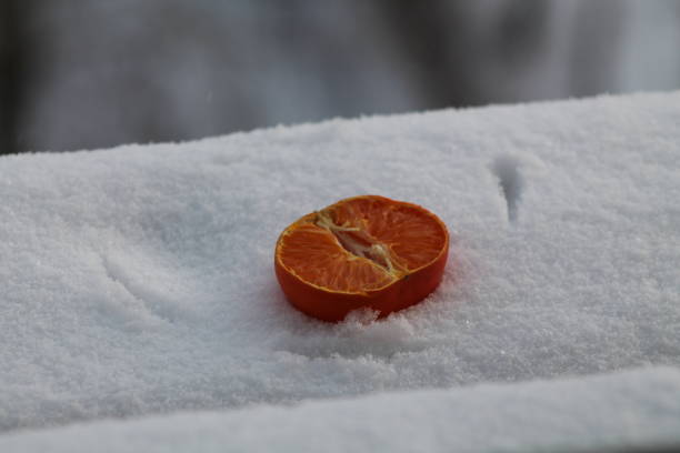 Half a tangerine lies on a the snow