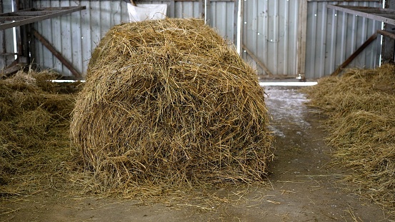 Straw for animals to eat in winter. Hay in the barn for winter feeding. Hay is stored on a farm for agriculture, livestock feed, ranch or farm use.