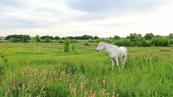 White thoroughbred horse in a summer meadow after rain. White Horse at Sunset eating grass.