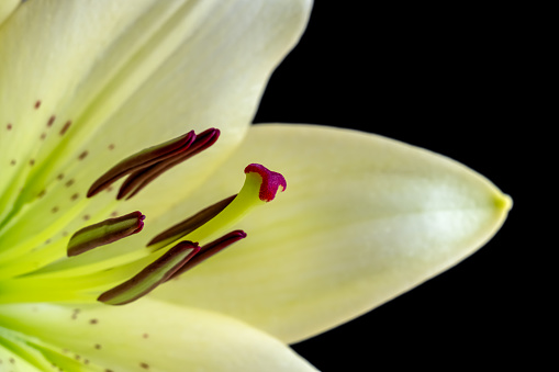 White Easter Lily flowers in garden. Lilies blooming. Blossom white Lilium Candidum in a summer. Garden Lillies with white petals. Large flowers in sunny day. Floral background. White Madonna Lily