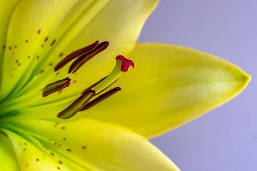 Two-color inflorescence of Cancun lilies in the morning on a flower bed