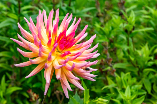 Dahlia flower close up with copy space.