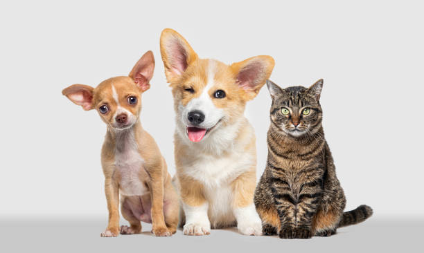 istock Friendly alert Pets together side by side in a row looking at the camera, isolated on grey 1929425799
