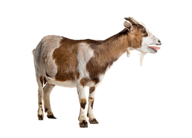 istock Tibetan Pigmy Goat bleating mouth open, isolated on white 1929425812