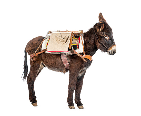 Martina Franca donkey Carry Newborn pecora Sopravissana Lambs Inside Tailored Saddles, isolated on white