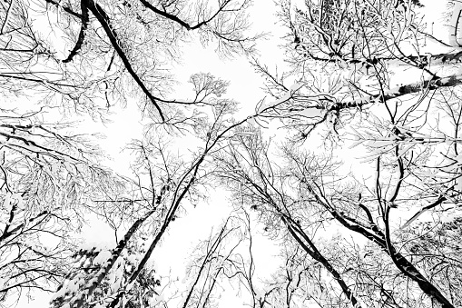 Sky and trees  from below in winter in park