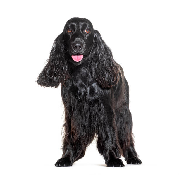 istock Panting Black Cocker spaniel standing in front of white 1929426900