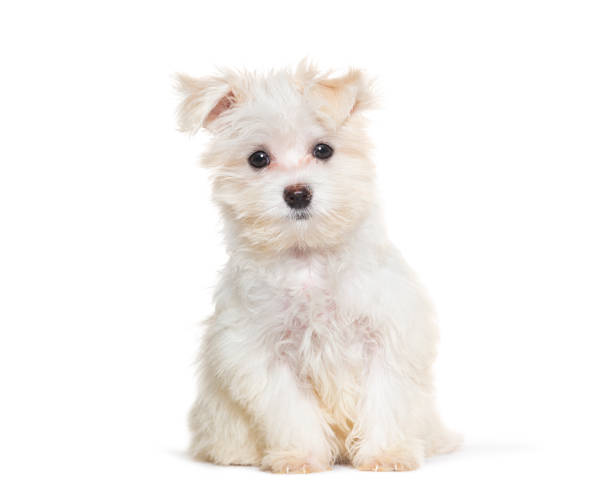 istock Sitting Maltese puppy looking at the camera, Three months old, isolated on white 1929426901