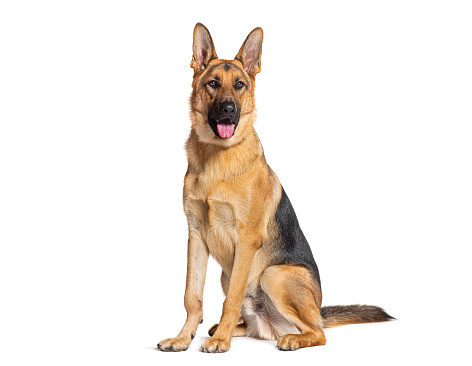 Sitting and panting German shepherd, isolated on white