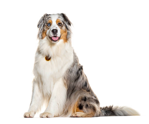 istock Red merle Australian Shepherd wearing a collar, isolated on white 1929426912