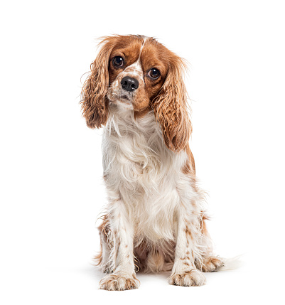 Cavalier King Charles sitting looking at the camera, isolated on white
