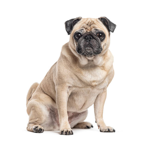 istock Sitting Pug looking at the camera, isolated on white 1929427441