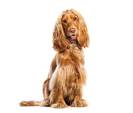 Cocker Spaniel wearing a dog collar and a medal, Isolated on wite