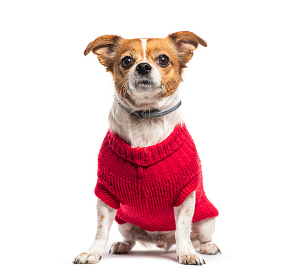 Mongrel Mix chihuahua and jack russell terrier wearing a red wollen dog jumper, Isolated on white