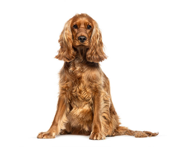 istock Sitting red English Cocker looking at the camera, isolated on white 1929428494