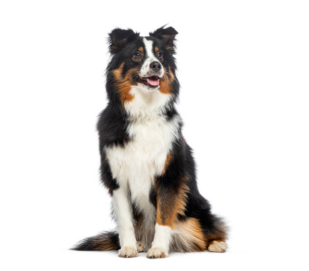 istock Cheerful Sitting American Shepherd panting and looking away, isolated on white 1929428503