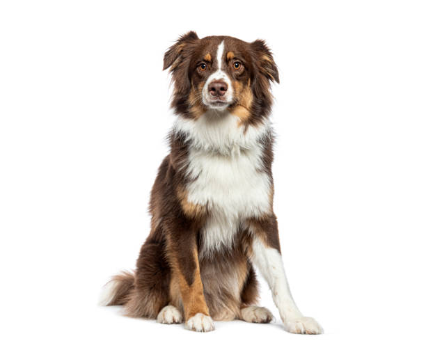 istock Sitting Red tricolor Australian Shepherd, isolated on white 1929428504