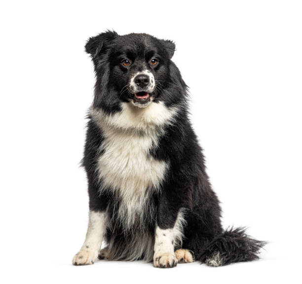 istock Black and white Australian Shepherd, isolated on white 1929428509