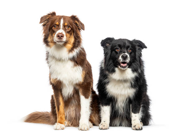 istock Two Australian Shepherds sitting together, isolated on white 1929428514