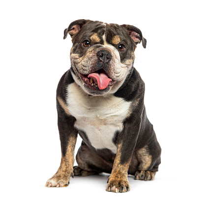 Sitting English Bulldog panting with his tongue hanging out of his open mouth, looking at the camera