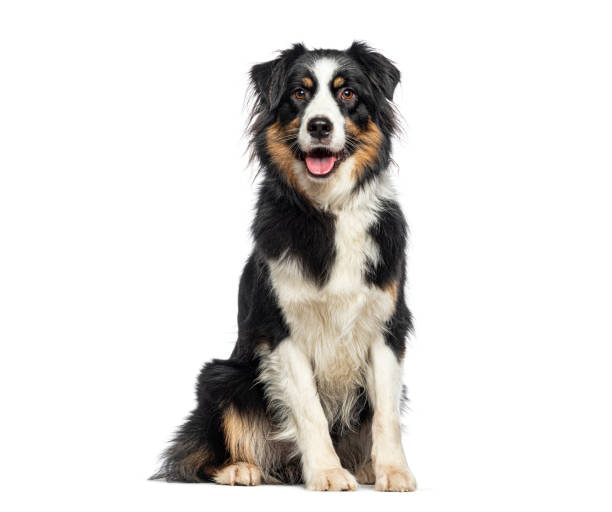 istock Black Tricolor Australian Shepherd panting mouth open and looking at the camera, isolated on white 1929430047
