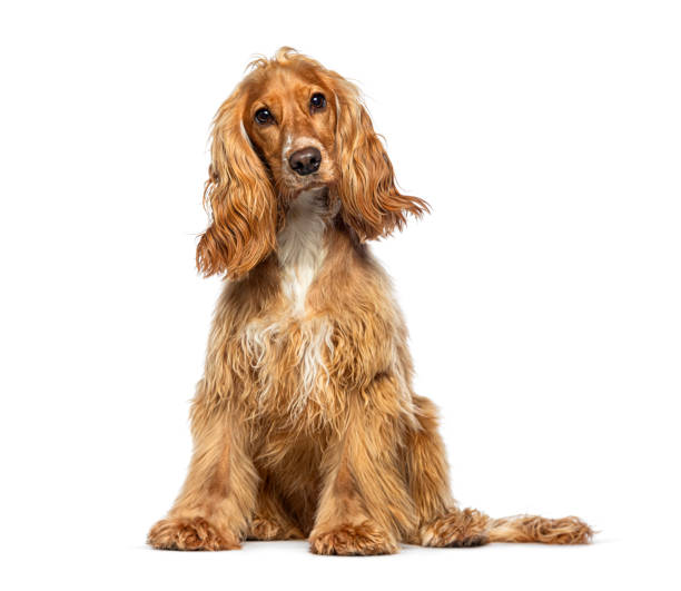 istock Sitting red English Cocker looking at the camera, isolated on white 1929430066