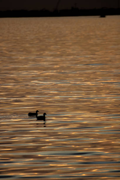 istock Duck in the lake 1929441440