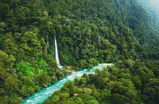 Immerse in the lush green temperate rainforest of New Zealand, where a pristine waterfall graces the landscape. Discover pure natural serenity.