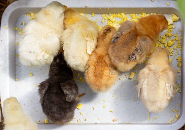 small colorful chicks eat a boiled egg in a feeder, top view