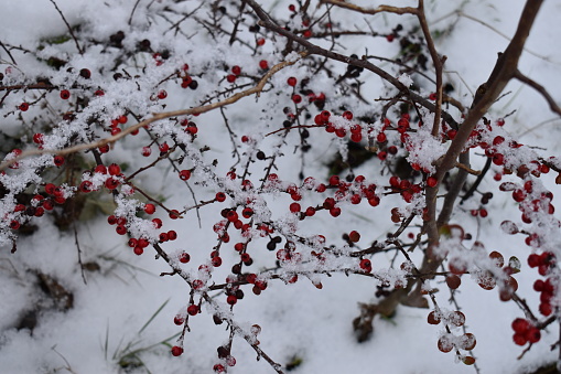 Frost on red rosehip growing on thin branches, wintertime in the mountains