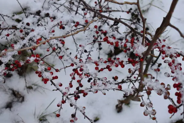 Photo of Berries on bare branches in snow.