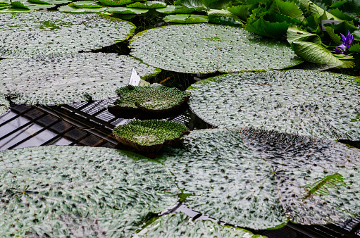 Munich Bavaria Germany -September 1 2023 greenhouse of the botanical garden amazing and unique giant water lily leaves.