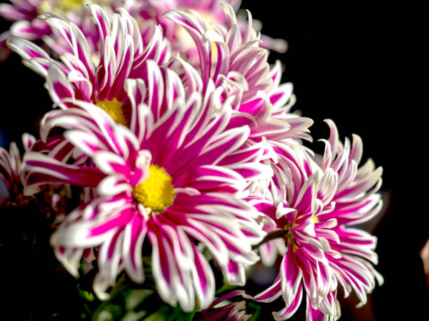 pink chrysanthemum flowers in a vase on the windowsill, macro, chrysanthemum petals with white edging