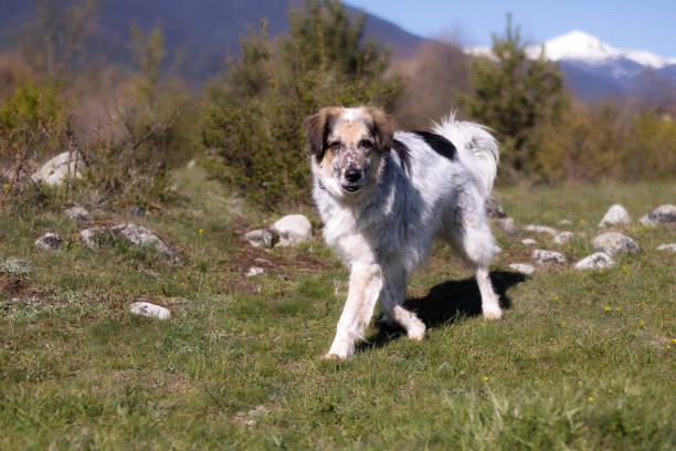 istock Happy big dog running in the park, springtime 1929509141